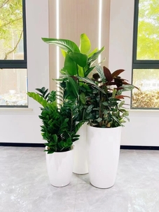 惊艳！余姚植物出租，优质服务等你Pick！